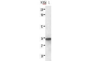Western Blotting (WB) image for anti-Annexin A2 (ANXA2) antibody (ABIN2420980) (Annexin A2 抗体)