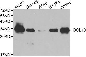 Western blot analysis of extracts of various cell lines, using BCL10 antibody. (BCL10 抗体)