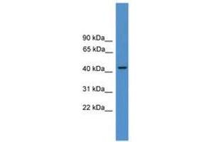 Image no. 1 for anti-Proteasome (Prosome, Macropain) 26S Subunit, ATPase, 3 (PSMC3) (AA 70-119) antibody (ABIN6745424)