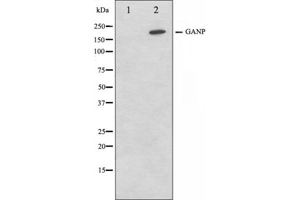 GANP 抗体  (C-Term)