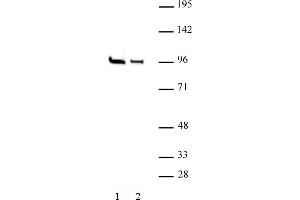 EZH1 antibody (pAb) tested by Western blot. (EZH1 抗体  (N-Term))