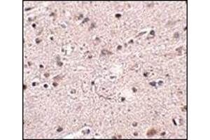 Immunohistochemistry of MC4R in human brain tissue with this product at 2. (MC4R 抗体  (N-Term))