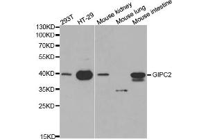 Western blot analysis of extracts of various cell lines, using GIPC2 antibody (ABIN5970567) at 1/1000 dilution. (GIPC2 抗体)