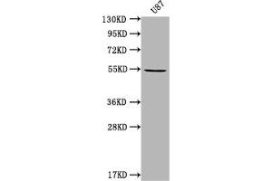 Western Blot Positive WB detected in: U87 whole cell lysate All lanes: MROH8 antibody at 1:2000 Secondary Goat polyclonal to rabbit IgG at 1/50000 dilution Predicted band size: 55, 100 kDa Observed band size: 55 kDa (C20orf132 抗体  (AA 1-275))