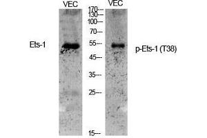 Western Blot (WB) analysis of specific cells using Phospho-Ets-1 (T38) Polyclonal Antibody. (ETS1 抗体  (pThr38))