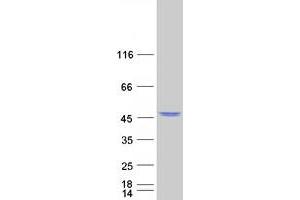 Western Blotting (WB) image for Indoleamine 2,3-Dioxygenase 2 (IDO2) protein (Myc-DYKDDDDK Tag) (ABIN2723273)