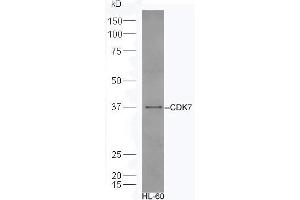 Human HL-60 lysates probed with Rabbit Anti-CDK7 Polyclonal Antibody, Unconjugated (ABIN670251) at 1:300 overnight at 4 °C. (CDK7 抗体  (AA 1-80))