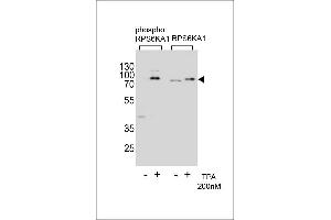 Western blot analysis of extracts from Hela cells,untreated or treated with T,200nM,using phospho RPS6KA1- (left) or RPS6KA1 Antibody (right) (RPS6KA1 抗体  (pThr359))