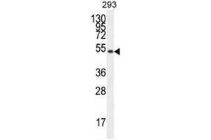 IGSF5 Antibody (N-term) western blot analysis in 293 cell line lysates (35µg/lane). (IGSF5 抗体  (N-Term))