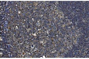 IHC analysis of OTULIN using anti-OTULIN antibody (ABIN7601854). (FAM105B 抗体  (AA 49-352))