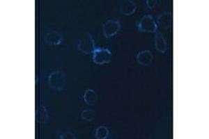 Immunofluorescence (IF) image for anti-Neural Cell Adhesion Molecule 1 (NCAM1) antibody (Alexa Fluor 647) (ABIN2657827) (CD56 抗体  (Alexa Fluor 647))