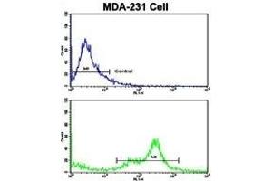 Flow cytometric analysis of MDA-231 cells using C6 Antibody (N-term)(bottom histogram) compared to a negative control (top histogram). (C6 抗体  (N-Term))