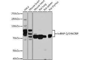 Western blot analysis of extracts of various cell lines, using hnRNP Q/SYNCRIP /SYNCRIP Rabbit mAb (ABIN7270673) at 1:1000 dilution. (SYNCRIP 抗体)