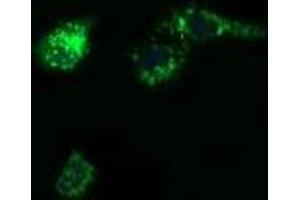 Image no. 7 for anti-Prostaglandin E Synthase 2 (PTGES2) antibody (ABIN1500491)