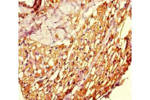 Immunohistochemistry of paraffin-embedded human thyroid tissue using ABIN7160766 at dilution of 1:100
