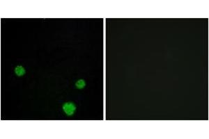 Immunofluorescence (IF) image for anti-H2.0-Like Homeobox (HLX) (AA 321-370) antibody (ABIN2889595) (HLX 抗体  (AA 321-370))