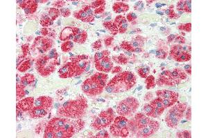 Anti-RGS5 antibody IHC staining of human adrenal. (RGS5 抗体  (AA 30-80))