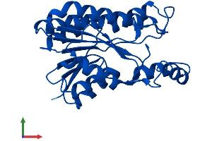 Protein Structure (PS) image for 3-hydroxybutyrate Dehydrogenase, Type 2 (BDH2) (AA 1-245) protein (His tag) (ABIN7559409)