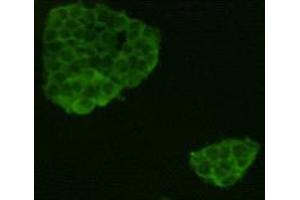 Immunocytochemistry (ICC) image for anti-Leucine-Rich Repeat Containing G Protein-Coupled Receptor 5 (LGR5) antibody (ABIN1854936) (LGR5 抗体)