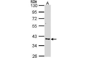 WB Image Sample (30 ug of whole cell lysate) A: A431 , 10% SDS PAGE antibody diluted at 1:1000 (AKR7A2 抗体)