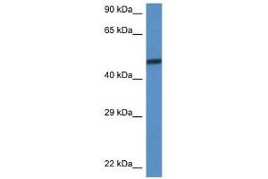 Western Blot showing Smarcd3 antibody used at a concentration of 1. (SMARCD3 抗体  (C-Term))