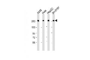 All lanes : Anti-FASN Antibody (Center) at 1:16000 dilution Lane 1: A549 whole cell lysate Lane 2: Hela whole cell lysate Lane 3: HepG2 whole cell lysate Lane 4: SH-SY5Y whole cell lysate Lysates/proteins at 20 μg per lane. (Fatty Acid Synthase 抗体  (AA 942-973))