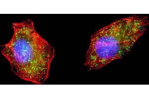 Fluorescent image of  cells stained with ATG4D (N-term) antibody. (ATG4D 抗体  (N-Term))