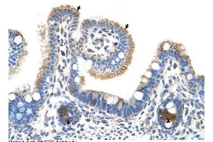 RNF39 antibody was used for immunohistochemistry at a concentration of 4-8 ug/ml to stain Epithelial cells of intestinal villus (arrows) and intestinal gland (arrows Heads) in Human Intestine. (RNF39 抗体  (N-Term))