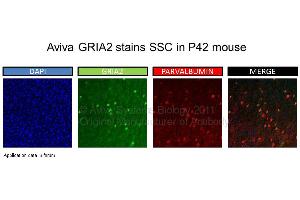 Image no. 1 for anti-Glutamate Receptor, Ionotropic, AMPA 2 (GRIA2) (N-Term) antibody (ABIN2792269) (GRIA2 抗体  (N-Term))