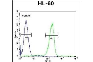 OR2F2 Antibody (C-term) (ABIN655223 and ABIN2844831) flow cytometric analysis of HL-60 cells (right histogram) compared to a negative control cell (left histogram). (OR2F2 抗体  (C-Term))