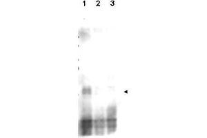 Western blot using  affinity purified anti-S. (Recombination Protein 107 (REC107) (pSer30) 抗体)