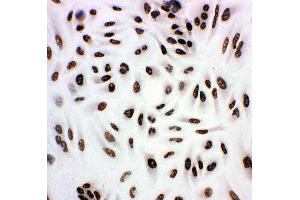 Anti-HDAC3 antibody,  ICC ICC: A549 Cell (HDAC3 抗体  (C-Term))