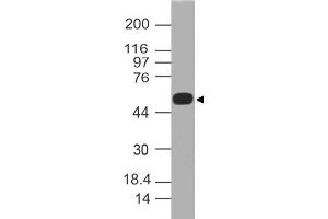 Image no. 1 for anti-Autoimmune Regulator (AIRE) (AA 30-270) antibody (ABIN5027014) (AIRE 抗体  (AA 30-270))