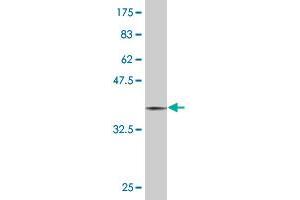 Western Blot detection against Immunogen (36. (MAP2K3 抗体  (AA 1-100))