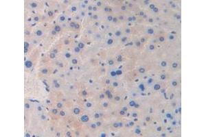 IHC-P analysis of Mouse Tissue, with DAB staining. (Reelin 抗体  (AA 3143-3461))