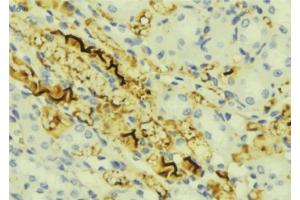 ABIN6276840 at 1/100 staining Mouse liver tissue by IHC-P. (CHI3L1 抗体  (Internal Region))
