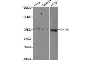 Western blot analysis of extracts of various cell lines, using CHUK antibody (ABIN5971093) at 1/500 dilution. (IKK alpha 抗体)