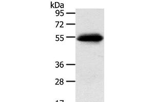 Western Blot analysis of 823 cell using SLC7A5 Polyclonal Antibody at dilution of 1:250 (SLC7A5 抗体)