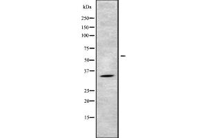 Western blot analysis of MAGG1 using 293 whole cell lysates (Necdin-Like 2 抗体  (Internal Region))
