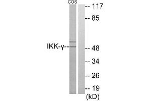 Western Blotting (WB) image for anti-Inhibitor of kappa Light Polypeptide Gene Enhancer in B-Cells, Kinase gamma (IKBKG) (Internal Region) antibody (ABIN1850137) (IKBKG 抗体  (Internal Region))