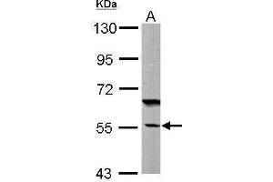 WB Image Sample (50 ug of whole cell lysate) A: Mouse brain 7. (DNAJC7 抗体  (Center))