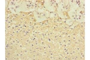 Immunohistochemistry of paraffin-embedded human adrenal gland tissue using ABIN7171850 at dilution of 1:100 (Tetraspanin 14 抗体  (AA 114-215))