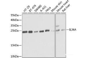 Western blot analysis of extracts of various cell lines using IL36A Polyclonal Antibody at dilution of 1:1000. (IL36A/IL1F6 抗体)