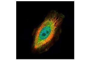 ICC/IF Image Confocal immunofluorescence analysis (Olympus FV10i) of paraformaldehyde-fixed HeLa, using TRIM27, antibody (Green) at 1:500 dilution. (TRIM27 抗体)