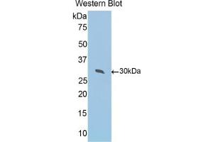Detection of Recombinant PRDX4, Mouse using Polyclonal Antibody to Peroxiredoxin 4 (PRDX4) (Peroxiredoxin 4 抗体  (AA 14-258))