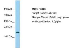 Image no. 1 for anti-Lymphocyte Antigen 6 Complex, Locus G6D (LY6G6D) (AA 14-63) antibody (ABIN6750057) (LY6G6D 抗体  (AA 14-63))