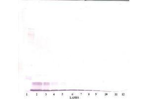 Image no. 3 for anti-Chemokine (C-C Motif) Ligand 4 (CCL4) antibody (ABIN465381) (CCL4 抗体)