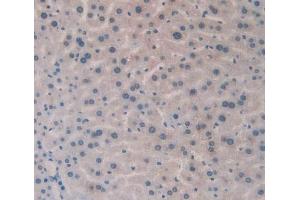 IHC-P analysis of Mouse Liver Tissue, with DAB staining. (HLA-DRB1 抗体  (AA 27-264))