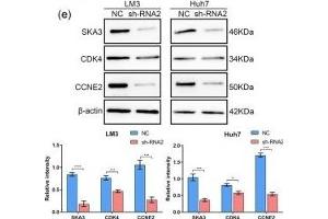 Downregulation of SKA3 affects the cell cycle in HCC cells. (SKA3 抗体  (AA 201-300))