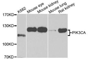 Western blot analysis of extracts of various cell lines, using PIK3CA antibody. (PIK3CA 抗体  (AA 401-600))